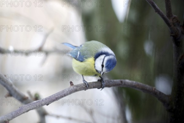 Blue tit (Cyanistes caeruleus), portrait, cute, colourful, winter, The tit sits on a branch and looks downwards