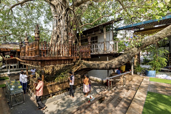 A sacred tree in a religious site with people praying underneath, surrounded by wooden structures, Bodhi tree in a Colombo temple in Sri Lanka