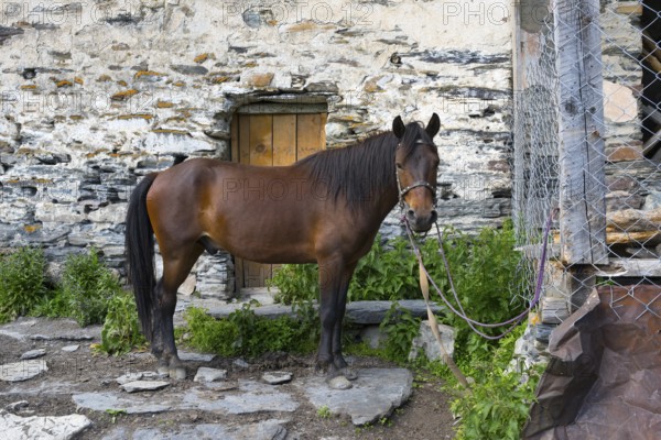Brown horse tied in front of a rustic stone wall, horse, Ushguli, Ushguli, Shibiani district, Zhibiani, Upper Svaneti, Svaneti, Georgia