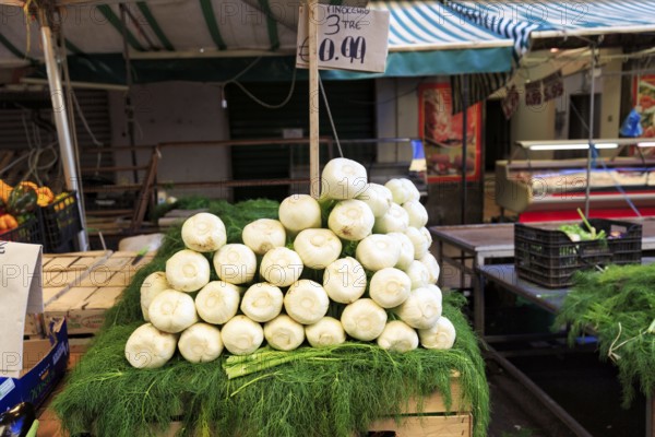 Fennel (Foeniculum vulgare), fennel bulbs, fennel greens, herb, typical market stall at weekly market market, Palermo, Italy