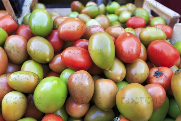 Roma tomatoes in various degrees of ripeness, egg tomatoes or plum tomatoes, bottled tomatoes, red, green, unripe, typical market stand at the weekly market market, Palermo, Italy