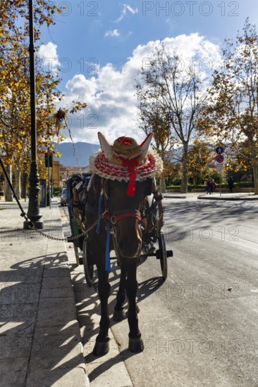 Decorated horse pulls traditional carriage, straw hat, tourist attraction, tour of old town, Palermo, Sicily, Italy