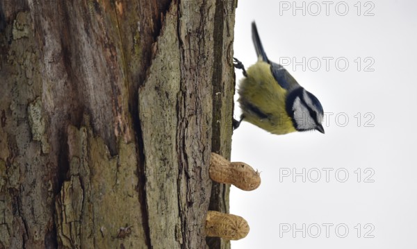 Blue tit, (Cyanistes caeruleus) picks up a whole peanut in winter, Schleswig-Holstein, Germany