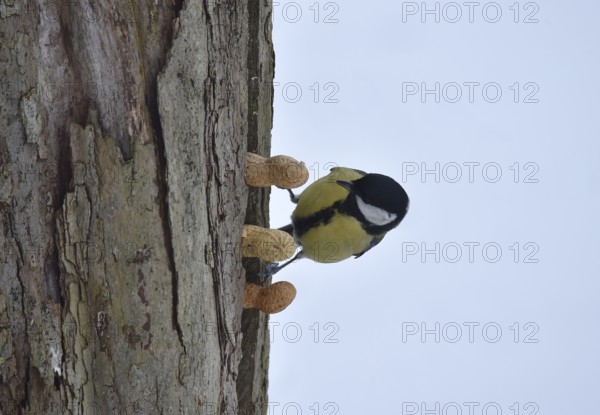 Great tit, (Parus major) picks up a peanut in winter, Schleswig-Holstein, Germany