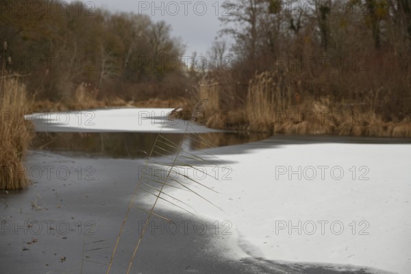Winter atmosphere, riparian forest, ice, snow, Lower Austria