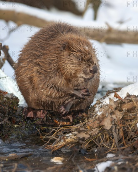 European beaver (Castor fiber) Eurasian beaver, frost and ice, foraging, Middle Elbe, heraldic animal, rodent, shallow water, lakes and rivers, biosphere reserve, nature park, beaver dam, dam, Middle Elbe, habitat, Middle Elbe river landscape, Elbe, Saxony-Anhalt, Germany