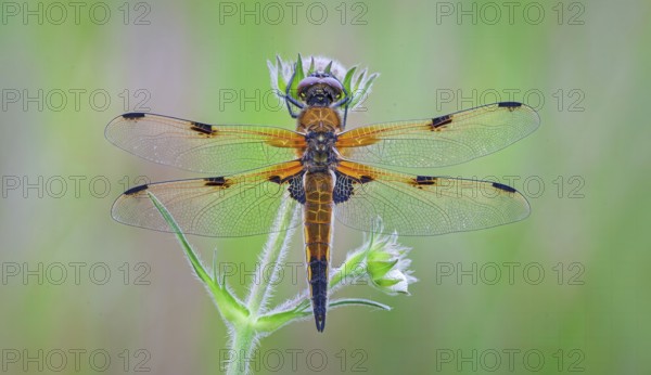 Four-spotted damselfly (Libellula quadrimaculata), Four-spotted chaser, Summer, Sailing dragonfly, Mass hatching, Natural spectacle, Shallow water, Lakes and rivers, Biosphere reserve, nature park park, Middle Elbe, River landscape Middle Elbe, Elbe, Saxony-Anhalt, Germany