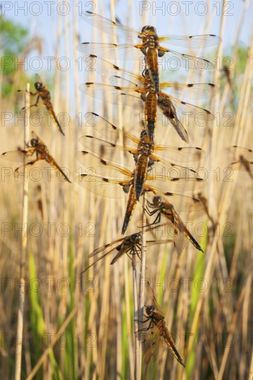 Four-spotted damselfly (Libellula quadrimaculata), Four-spotted chaser, Summer, Sailing dragonfly, Mass hatching, Natural spectacle, Shallow water, Lakes and rivers, Biosphere reserve, nature park park, Middle Elbe, River landscape Middle Elbe, Elbe, Saxony-Anhalt, Germany