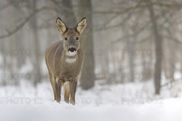 Roe deer (Capreolus capreolus) winter coat, foraging, portrait, snow and frost, leap, narrow deer, fawn, winter time, leaf hunting, hunting, hunter, buck, roebuck, Kiskunsag National Park, Hungary