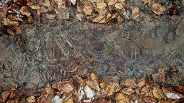 Frozen leaves and ice form a layer-like pattern, Frankenwald