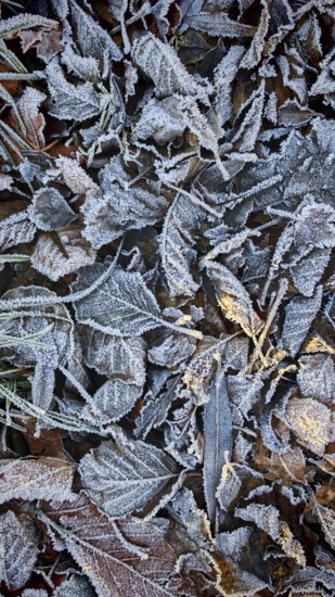Cold frost covers deciduous leaves in late autumn, Frankenwald nature park Park