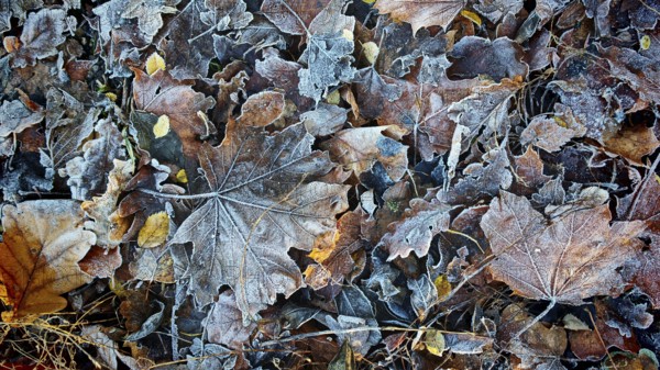 Close-up of frost-covered, colorful autumn leaves, beautiful winter pattern, Frankenwald nature park Park