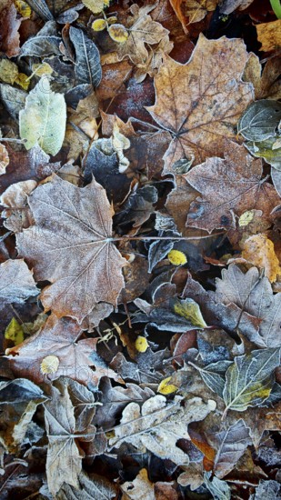 Colourful, frozen leaves create a wintery pattern, Franconian Forest nature park Park