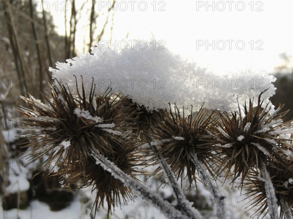 Frozen plants are covered by a layer of snow, thistles (tribuli), Franconian Forest