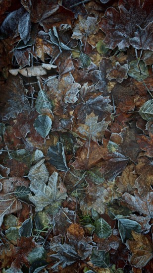 Frost-coated autumn leaves in various colors on the ground, Frankenwald nature park Park