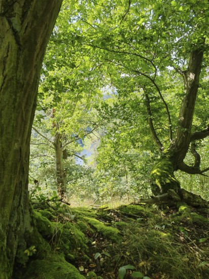 Lush greenery of the forest with light-flooded leaves and mossy soil, Thuringian Forest