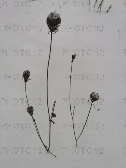 Dried plant stems stick out solitary from snow-covered soil, Frankenwald