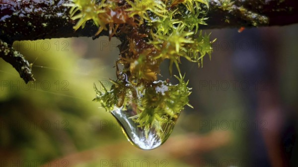 A drop hangs from a branch covered with moss in a close-up view, Frankenwald nature park Park