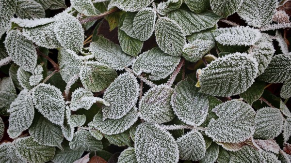 Green leaves with a thick layer of frost form a textured pattern, Upper Franconia