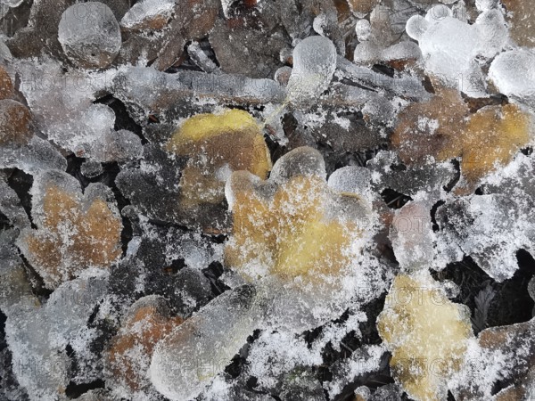 Frozen leaves are covered by a layer of ice, Upper Franconia, Germany