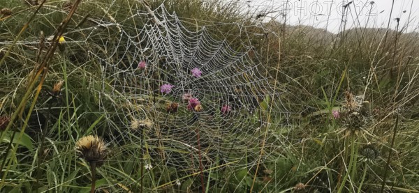 A spider web with dew drops stretches across a meadow with flowers, High Tatras, Poland