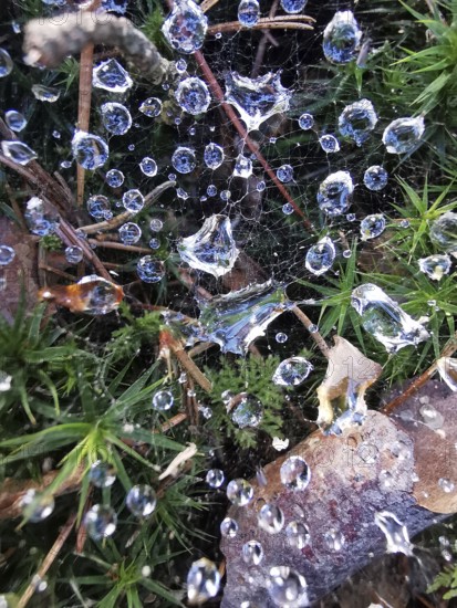 Dew drops on spider webs and plants, in a detailed and humid environment
