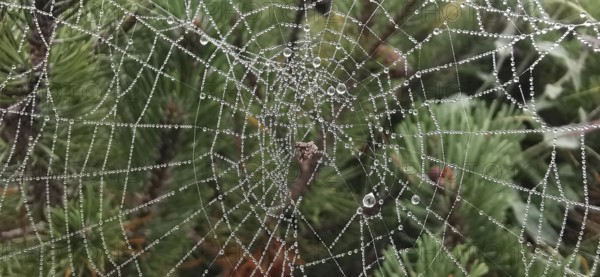 Filigree spider web with dew drops on plants in a humid environment, High Tatras, Poland