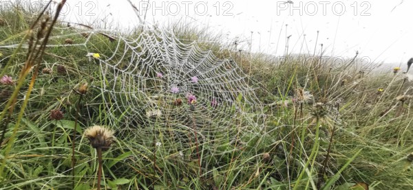 A spider web covered with dew stretches across a foggy meadow, High Tatras, Poland