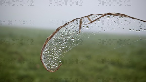 Fine dew drops on a spider web in foggy surroundings, Thuringian Forest