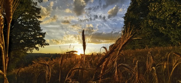 Romantic sunset with golden ears of corn in the field and dramatic cloudy sky, Franconian Forest nature park Park
