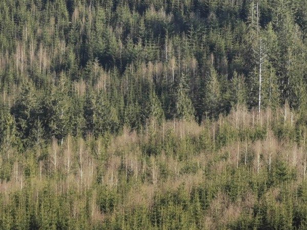 Dense forest with green spruces (picea), vegetation in lush green and natural arrangement, Franconian Forest