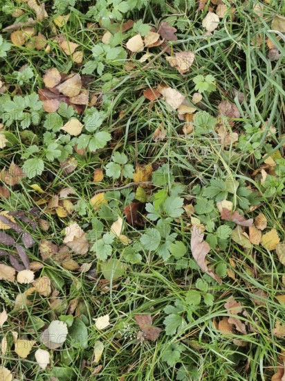 Land cover of autumn leaves and green grasses in a forest, Franconian Forest