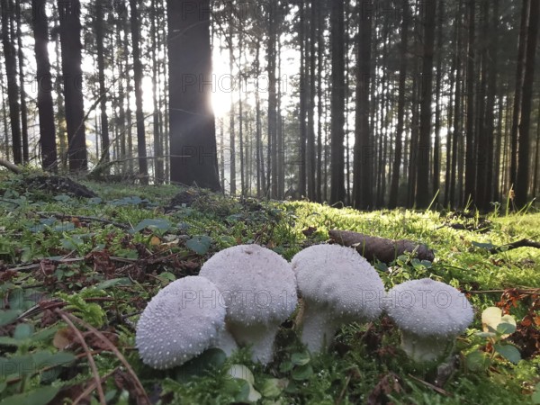 Small mushrooms in a mossy forest with sunlight streaming through tall trees, bottle boviste (Lycoperdon perlatum), Franconian Forest