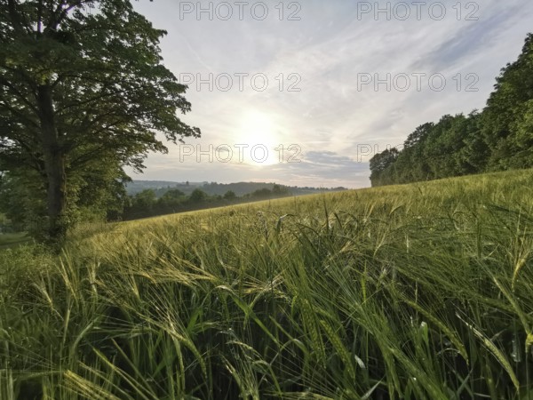 A sunny field with tall grass and a single tree representing a peaceful natural landscape