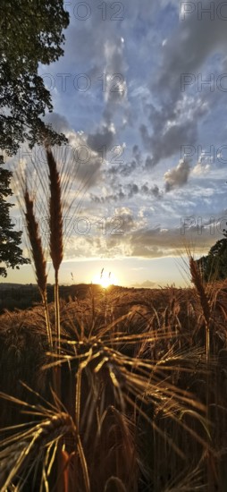 Sunset over a cornfield with dramatic sky and golden evening mood, Franconian Forest nature park Park