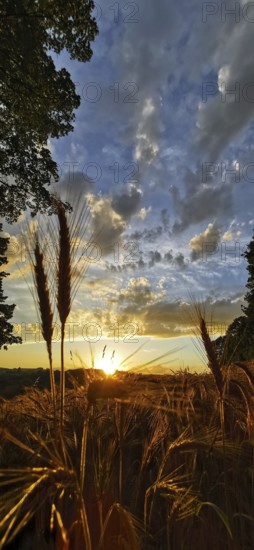 Romantic sunset over a cornfield, golden ears of corn and an atmospheric sky, Franconian Forest nature park Park