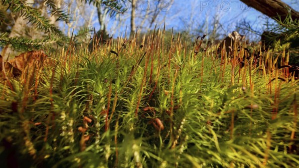 Dense moss (musco) and plants sprout from the forest floor, illuminated by sunlight, Franconian Forest nature park Park