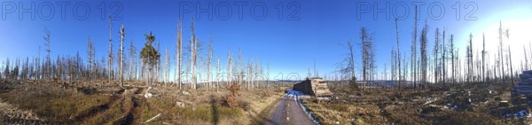 Tree stumps in a wide forest landscape under a clear blue sky, a barren scene, spruce forest (picea) destroyed by the bark beetle (scolytinae), Rennsteig, Thuringian Forest