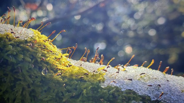 Moss (musco) covered with snowflakes in the forest in a clear, quiet winter landscape, Franconian Forest nature park Park
