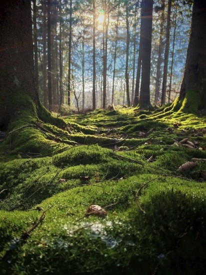 Sunlight falls through trees on moss-covered ground in the forest, romantic, a peaceful, idyllic atmosphere, Franconian Forest