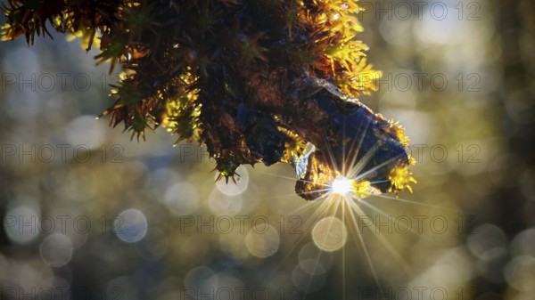 A ray of sunlight illuminates a branch with moss in an atmospheric macro shot, Franconian Forest nature park Park