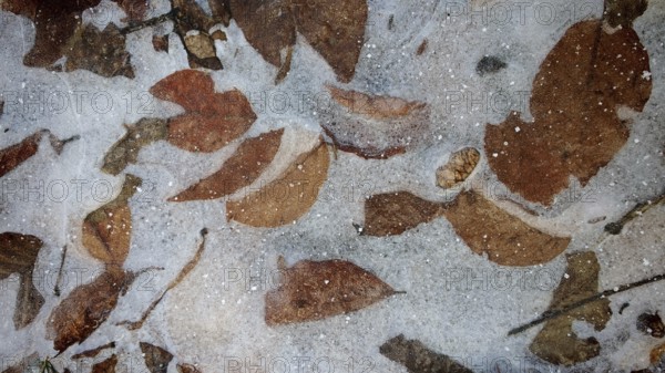 Frozen leaf layer, patterns covered by ice, textures of frost and nature, Frankenwald