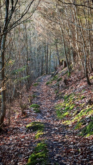 Forest trail covered with leaves surrounded by trees, autumnal colors with mossy spots, Franconian Forest