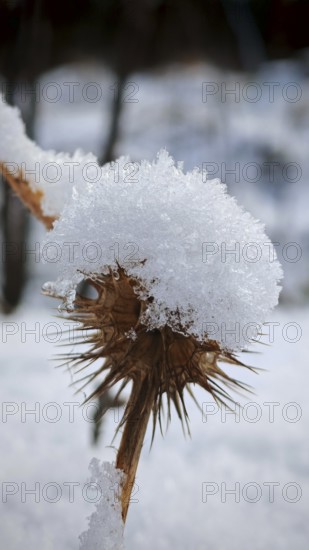 Snow-covered thistle (carduus) emphasised details of the plant structure, winter cold, Franconian Forest