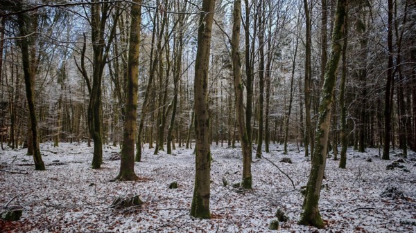 Snowy forest with bare trees, radiates peace and winter magic, Rennsteig, Frankenwald nature park Park