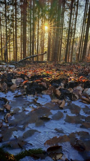 Rays of light penetrate snow-covered forest, illuminate leaves on the ground, personify winter peace, Frankenwald nature park Park