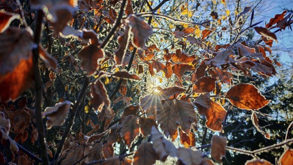 Sunlight shines through frost-covered colorful leaves, Rennsteig, Frankenwald nature park Park