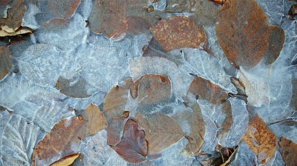 Frozen leaves on an ice rink, combining autumn and winter colors, Franconian Forest nature park Park