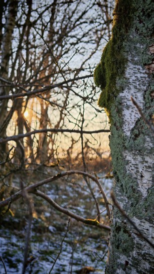 Moss-covered birch (Betula) in the light of the winter sun, Franconian Forest