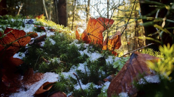 Leaves and moss with snowspots in sunlight in the forest, Frankenwald nature park Park, Rennsteig
